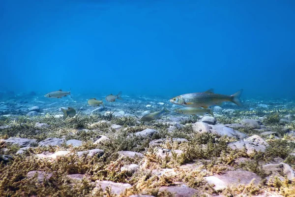 Roach fishes in natural habitat, Freshwater fishes underwater