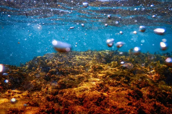 Floresta Algas Marinhas Algas Subaquáticas Cena Subaquática — Fotografia de Stock