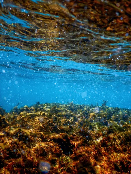 Algas Subaquáticas Algas Marinhas Águas Rasas Perto Superfície — Fotografia de Stock