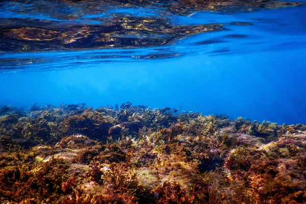 Bosque Algas Marinas Algas Marinas Bajo Agua Escena Submarina — Foto de Stock