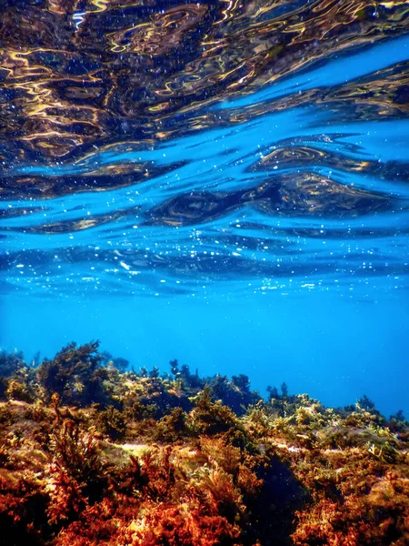 Wald Aus Algen Algen Unter Wasser Unterwasserszene — Stockfoto