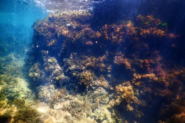 海藻森林 海藻水下 水下场景 — 图库照片