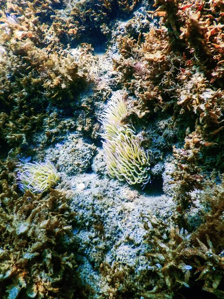 Paisagem Subaquática Com Anemone Anemonia Sulcata Mar Tropical Subaquático — Fotografia de Stock