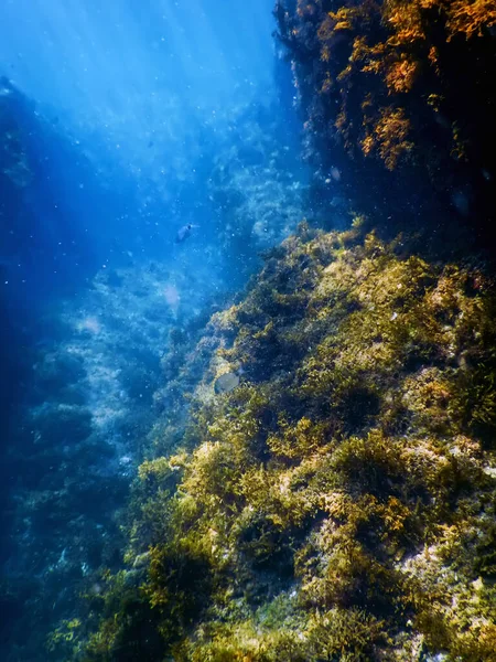 Algen Unter Wasser Algen Flaches Wasser Oberflächennah — Stockfoto