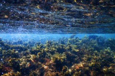 Yosun Sualtı, Yüzeye yakın Yosun Sığ Su