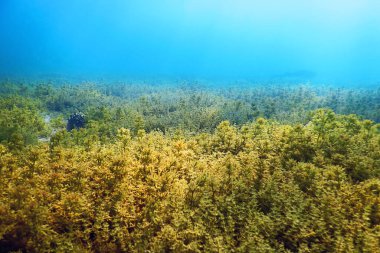 Tatlı Su Flora, Sualtı Tatlı Su Manzarası, Su altı Flora