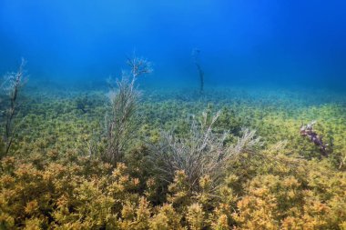 Tatlı Su Flora, Sualtı Tatlı Su Manzarası, Su altı Flora