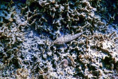 Şirin Blenny balığı, Yaklaş, Blenniiformes balığı