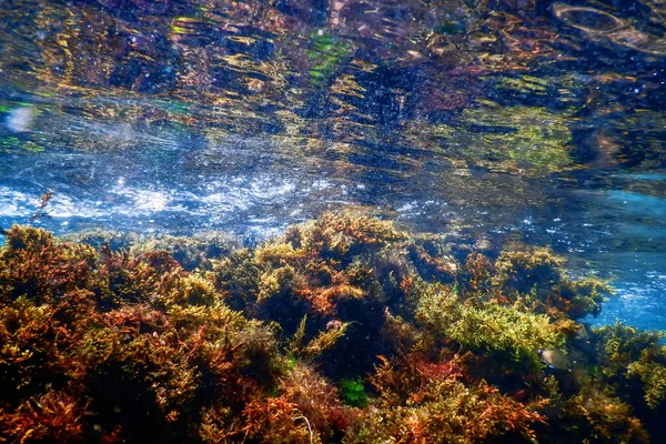 Floresta Algas Marinhas Algas Subaquáticas Cena Subaquática — Fotografia de Stock