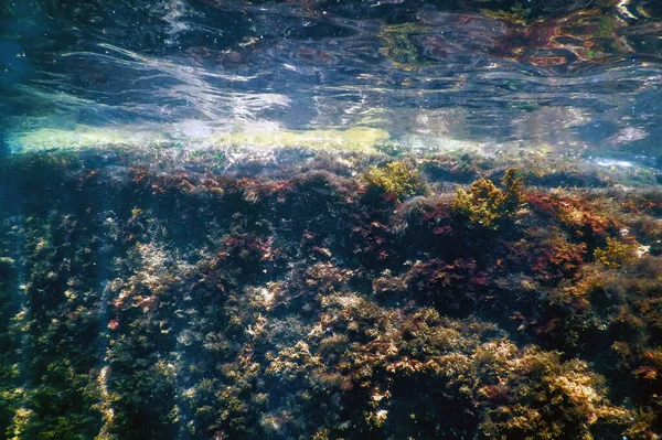 Ліс Водоростей Морські Водорості Підводні Підводна Сцена — стокове фото