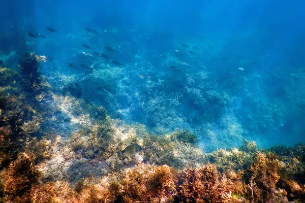 Zee Leven Onderwater Rotsen Zonlicht Onderwater Leven — Stockfoto