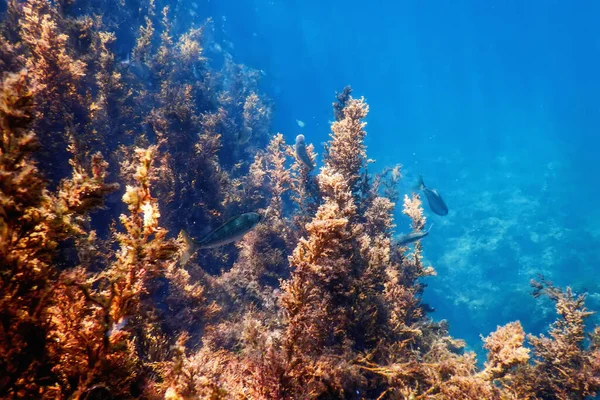 Zeewier Onderwater Zeewier Ondiep Water Nabij Oppervlakte — Stockfoto