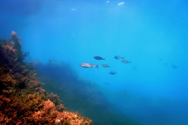 海底生物岩石阳光 水下生物 — 图库照片