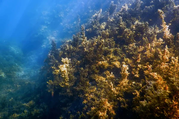 Algen Unter Wasser Algen Flaches Wasser Oberflächennah — Stockfoto