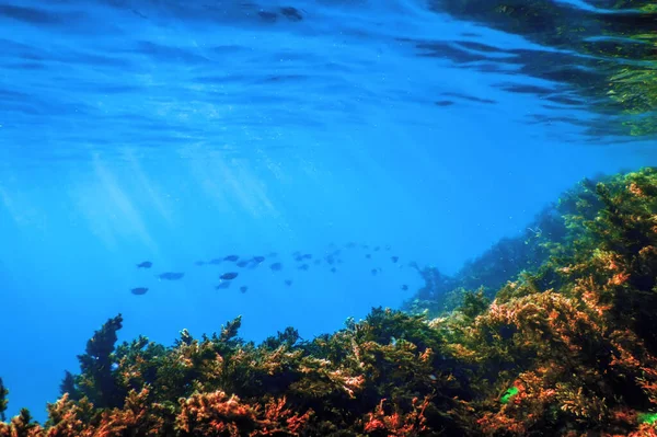 Підводні Водорості Морські Водорості Мілководдя Біля Поверхні — стокове фото