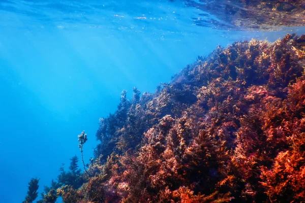 Seaweed Underwater Seaweed Shallow Water Surface — Stock Photo, Image