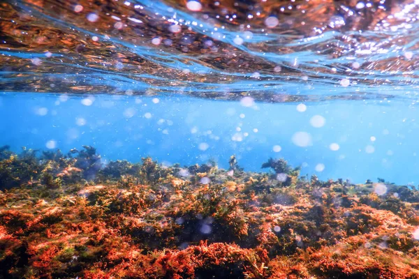 Algen Unter Wasser Algen Flaches Wasser Oberflächennah — Stockfoto