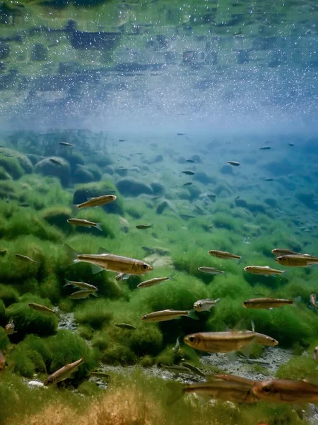 Peixes Habitat Natural Peixes Água Doce Subaquáticos — Fotografia de Stock