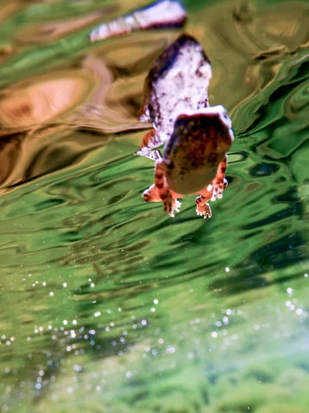 Лягушка Воде Лягушка Водой — стоковое фото