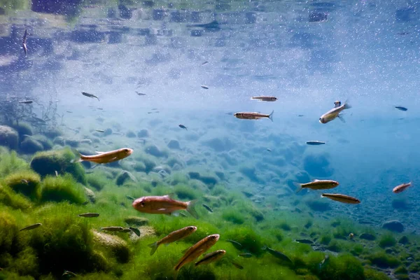 Fische Natürlichem Lebensraum Süßwasserfische Unter Wasser — Stockfoto