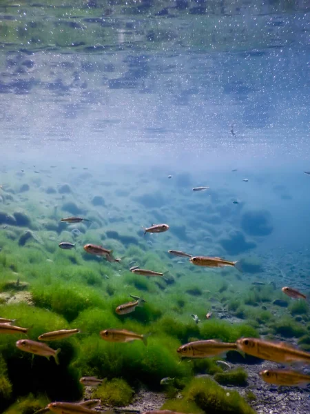 Ryby Siedliskach Przyrodniczych Ryby Słodkowodne Pod Wodą — Zdjęcie stockowe
