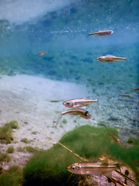 Риби Природному Середовищі Проживання Прісноводні Риби Під Водою — стокове фото