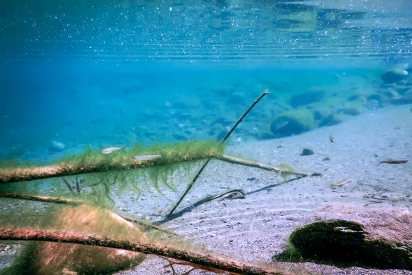 Sladkovodní Flóra Podvodní Sladkovodní Krajina Podvodní Flóra — Stock fotografie