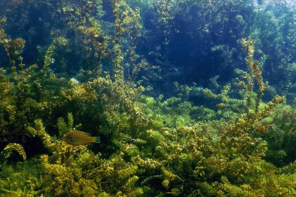 淡水植物 水中淡水景観 水中植物 — ストック写真