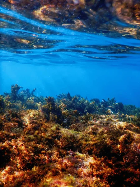 Морские Водоросли Водой Водоросли Мелководье Вблизи Поверхности — стоковое фото