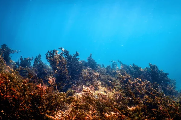Algas Subaquáticas Algas Marinhas Águas Rasas Perto Superfície — Fotografia de Stock