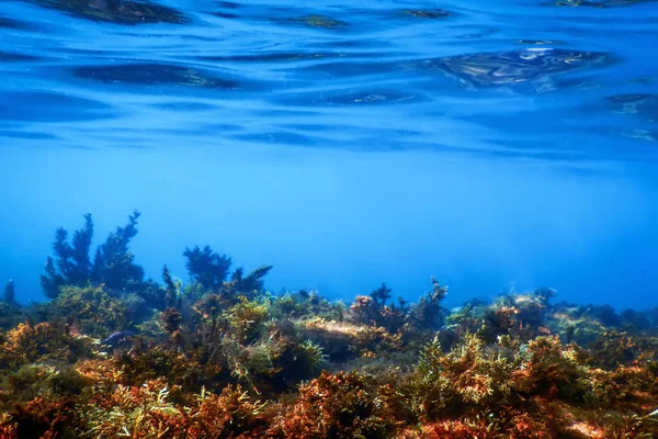 Algas Subaquáticas Algas Marinhas Águas Rasas Perto Superfície — Fotografia de Stock