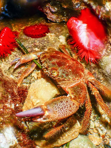 Warzige Krabbe Auf Riff Unter Wasser Eriphia Verrucosa — Stockfoto