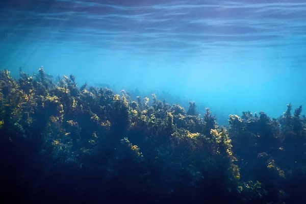 Unterwasser Szene Sonnenlicht Fische Unterwasser Leben Hintergrund — Stockfoto