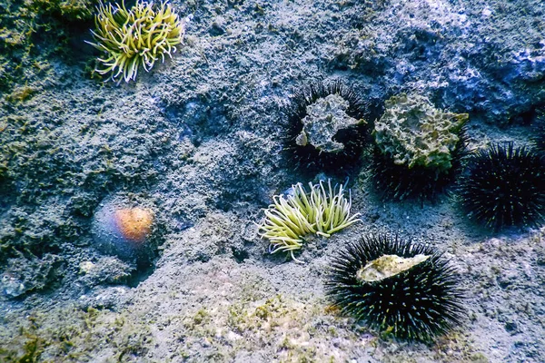 Undervattenslandskap Med Anemon Anemonia Sulcata Tropiska Havet Vattnet — Stockfoto