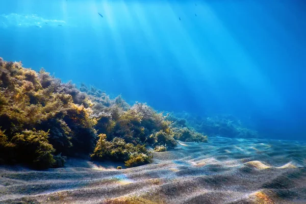 Scena Podwodna Ryby Podwodne Życie Życie Morskie — Zdjęcie stockowe