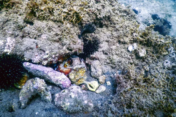 Oktopus Riff Versteckt Meereslebewesen Unter Wasser — Stockfoto