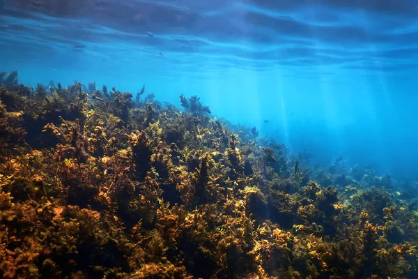 Підводні Водорості Морські Водорості Мілководдя Біля Поверхні — стокове фото