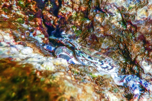 Reef Sualtı Eriphia Verrucosa Üzerinde Siğil Yengeç — Stok fotoğraf