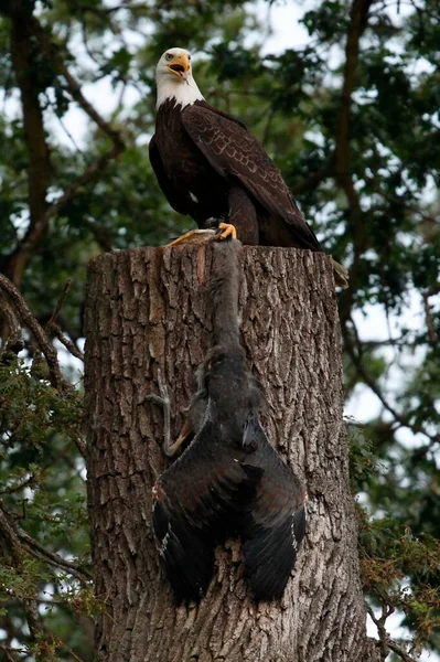 A Bald Eagle Displaying A Caught Baby Great Blue Heron — Stock Photo, Image