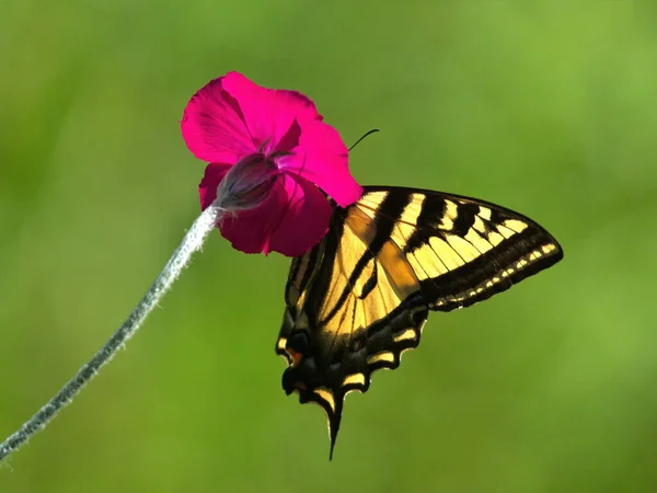 Western Tiger Swallowtail on a rose campion flower — Photo