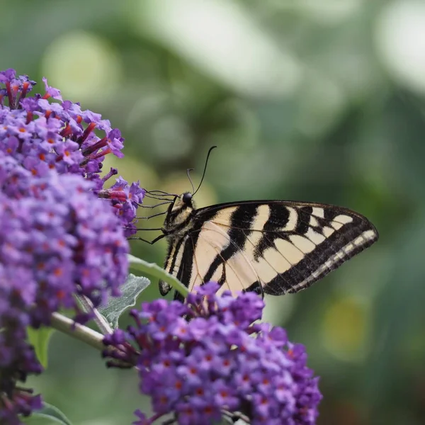 A Western Tiger Swallowtail butterfly on a purple flower — Photo