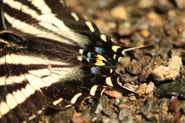 Tail details of a Western tiger swallowtail on the ground — стоковое фото