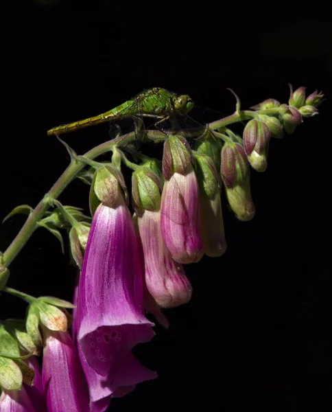 Common Green Darner Dragonfly Anax Junius Sitting Foxglove Digitalis Purpurea — Foto Stock