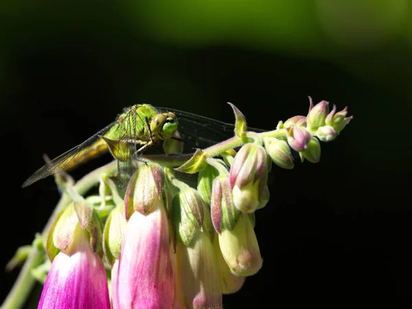 Common Green Darner Dragonfly Anax Junius Duduk Atas Bunga Foxglove — Stok Foto