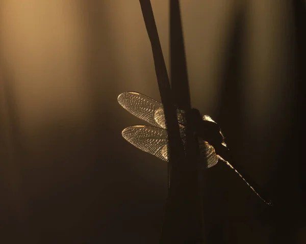 Dragonfly Backlit Golden Hour Sun Victoria Canada Its Body Silhouette — Stock fotografie