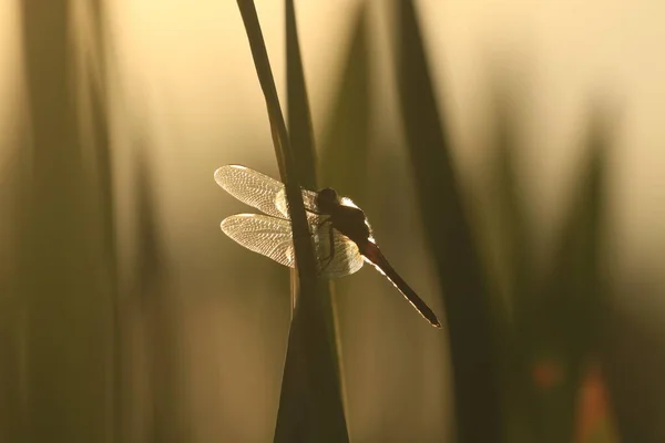 Dragonfly Backlit Golden Hour Sun Victoria Canada Its Body Silhouette — 스톡 사진