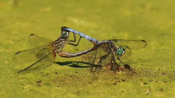 Close Two Canada Darners Aeshna Canadensis Dragonflies Mating Green Algae — Foto Stock