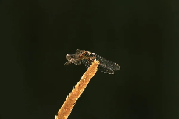 Een Verlichte Libelle Verlicht Tegen Een Donkere Zwarte Achtergrond Met — Stockfoto