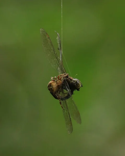 Close Spider Caught Dragonfly Its Web Courtenay Canada — Photo