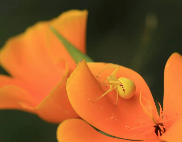 Close Small Yellow Red Misumena Vatia Goldenrod Crab Spider Flower — Stock Fotó